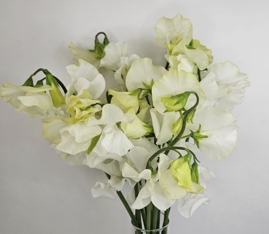 Sweet Pea - White